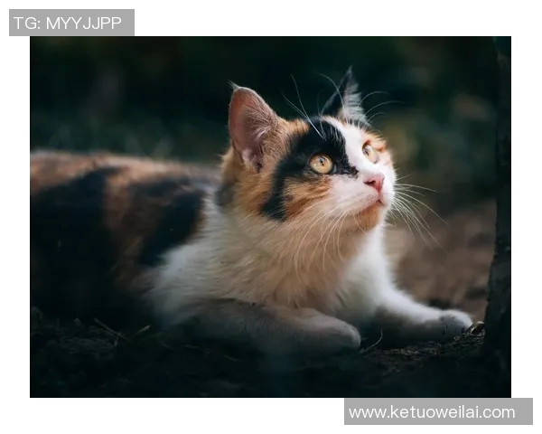 足球球星们的宠物猫盘点 这些可爱猫咪与球员的亲密关系揭秘